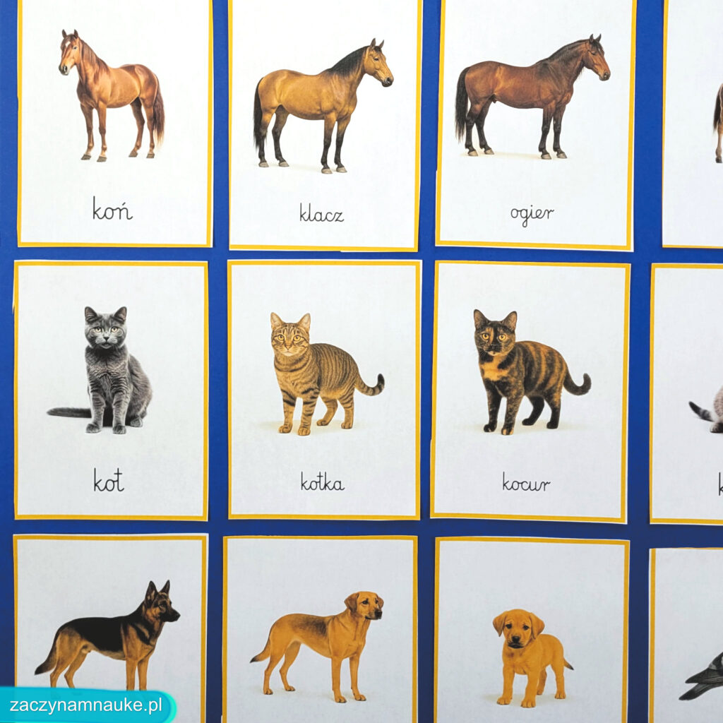 zwierzeta na wsi do druku obrazki karty montessori zestaw edukacyjny PDF zajecia przedszkolne w przedszkolu na farmie farma 6