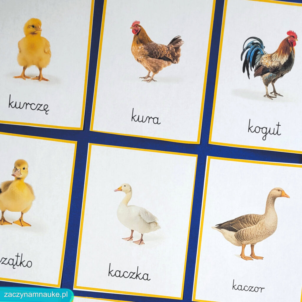 zwierzeta na wsi do druku obrazki karty montessori zestaw edukacyjny PDF zajecia przedszkolne w przedszkolu na farmie farma 6