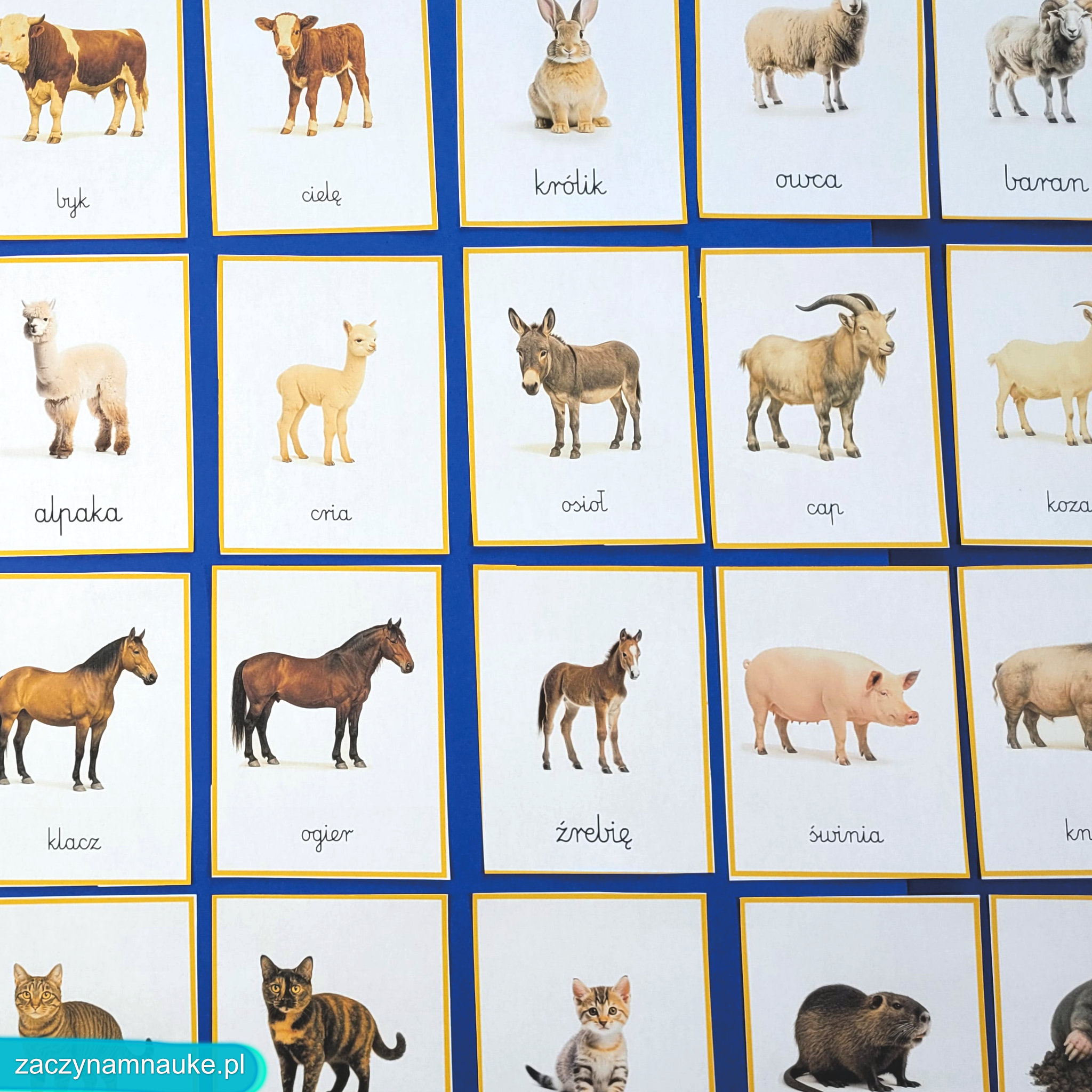 zwierzeta na wsi do druku obrazki karty montessori zestaw edukacyjny PDF zajecia przedszkolne w przedszkolu rodziny zwierzat 16
