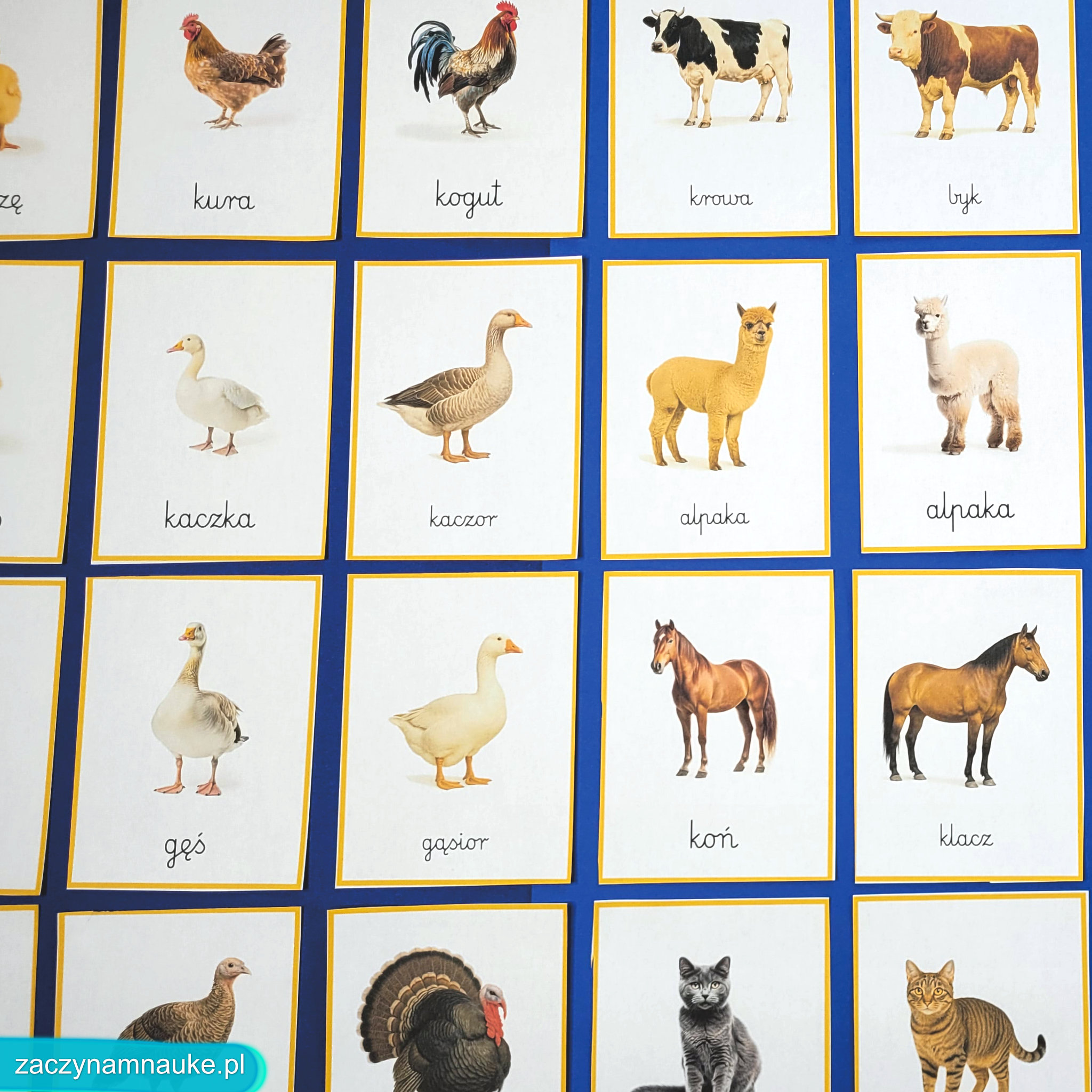 zwierzeta na wsi do druku obrazki karty montessori zestaw edukacyjny PDF zajecia przedszkolne w przedszkolu rodziny zwierzat 16