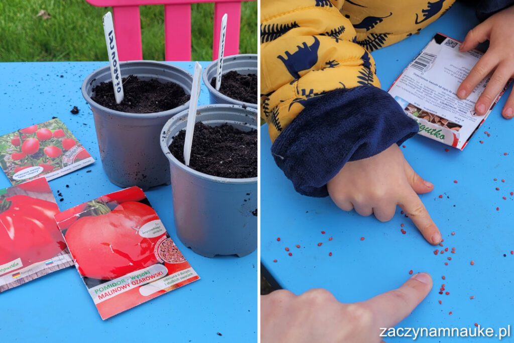 Wiosenna zabawa Montessori zabawa sensoryczna dla dzieci wiosna praca w ogrodzie pomidory 3