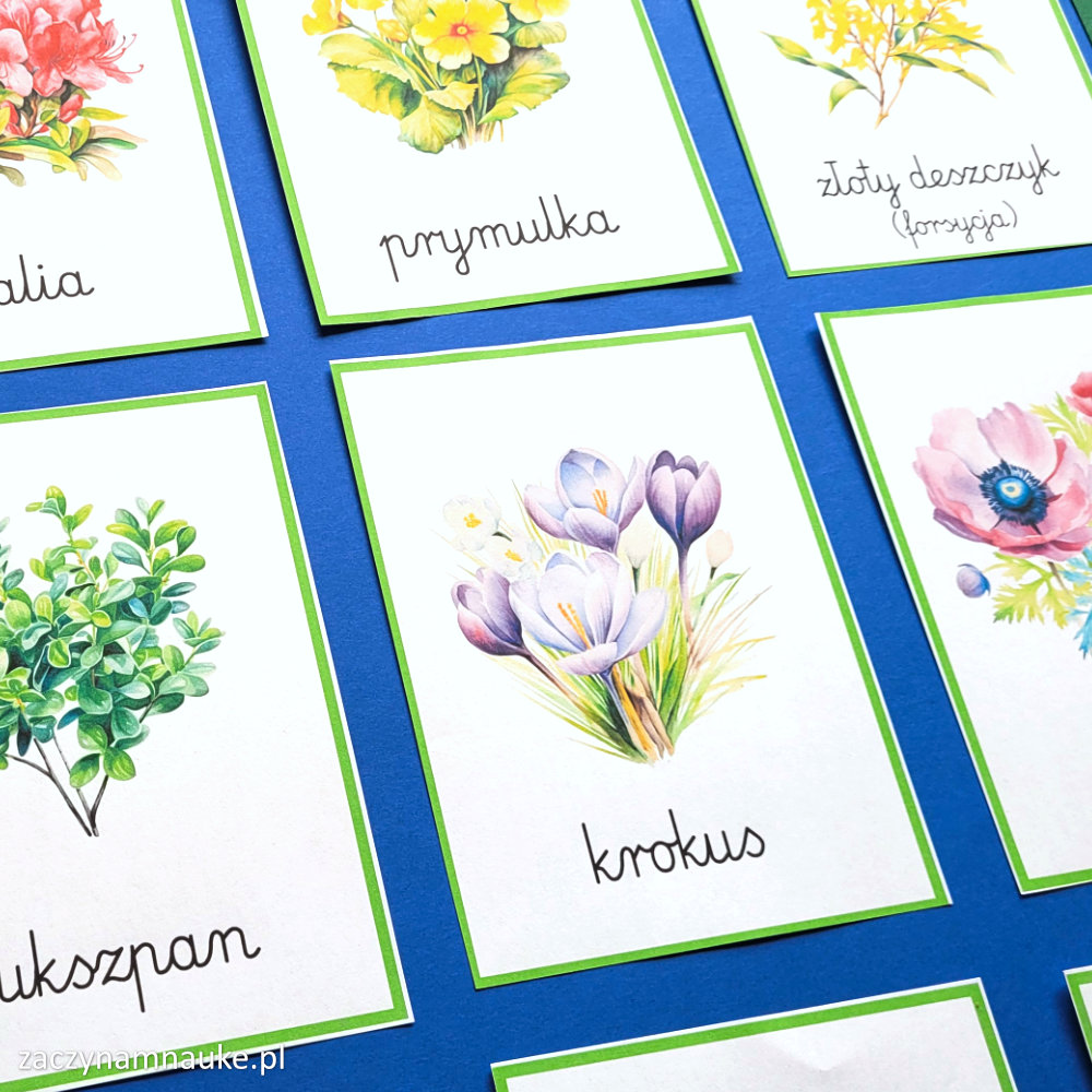 wiosenne kwiaty obrazki do druku dla dzieci karty montessori zwiastuny wiosny wiosna symbole 2