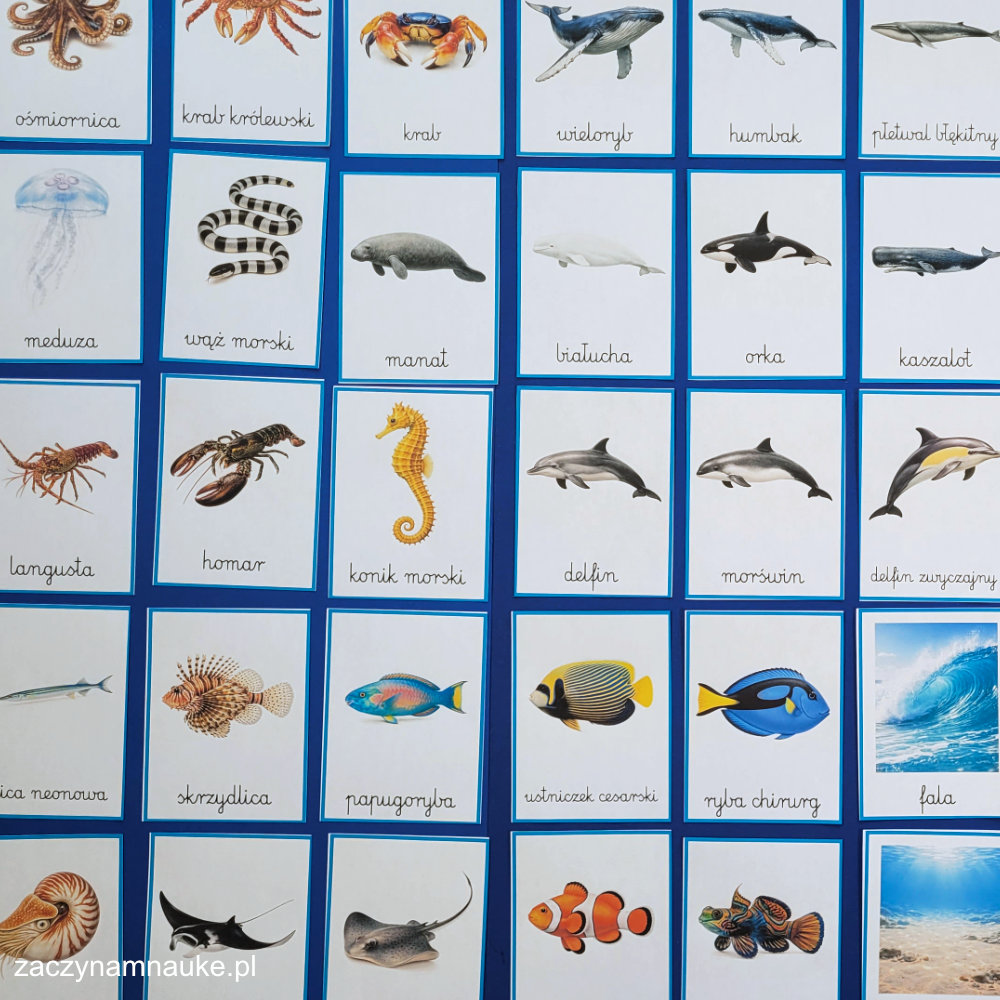 karty edukacyjne zwierzeta morskie do druku zestaw montessori karty trojdzielne dzien oceanu w morzu i oceanie morski swiat 2