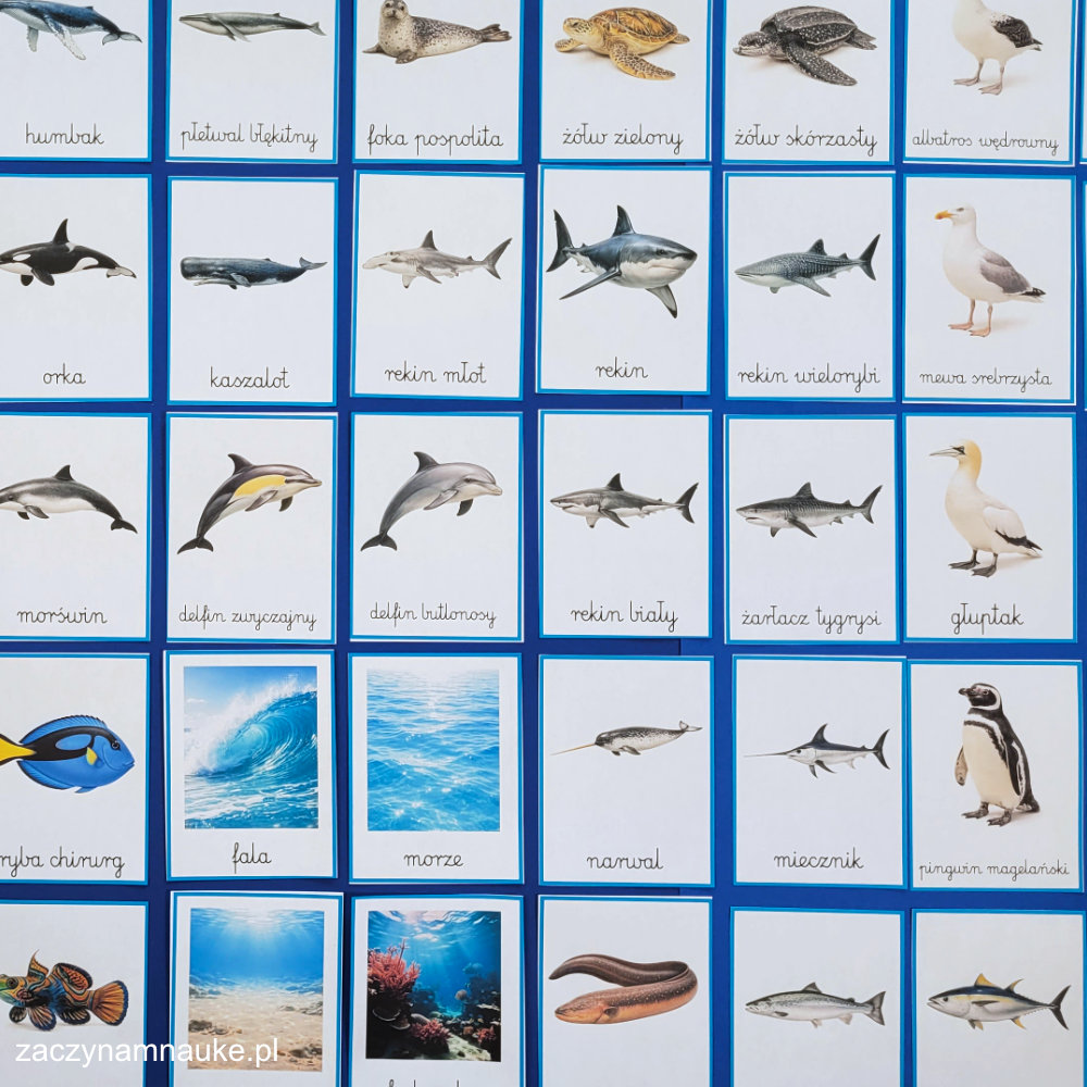 karty edukacyjne zwierzeta morskie do druku zestaw montessori karty trojdzielne dzien oceanu w morzu i oceanie morski swiat 3