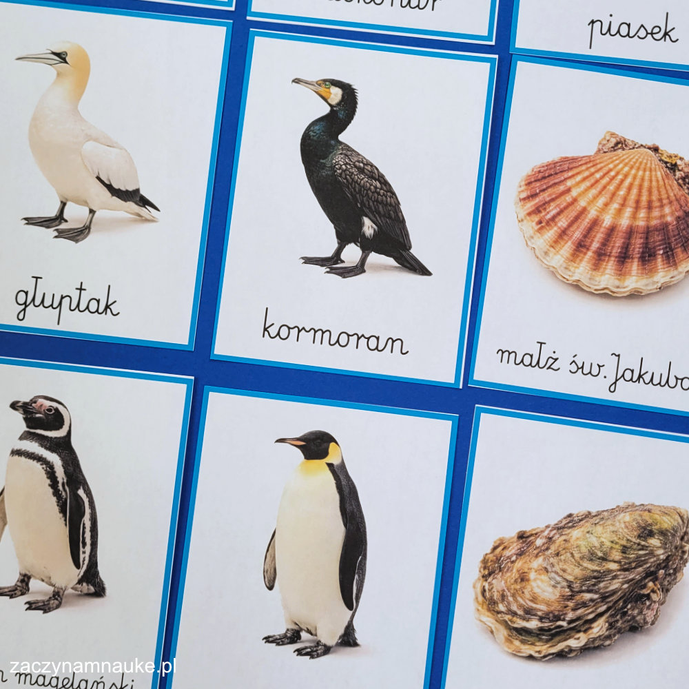 karty edukacyjne zwierzeta morskie do druku zestaw montessori karty trojdzielne dzien oceanu w morzu i oceanie morski swiat 6