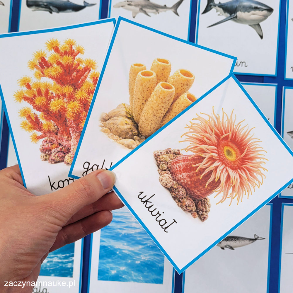 karty edukacyjne zwierzeta morskie do druku zestaw montessori karty trojdzielne ryby ptaki ssaki w morzu i oceanie morski swiat 11