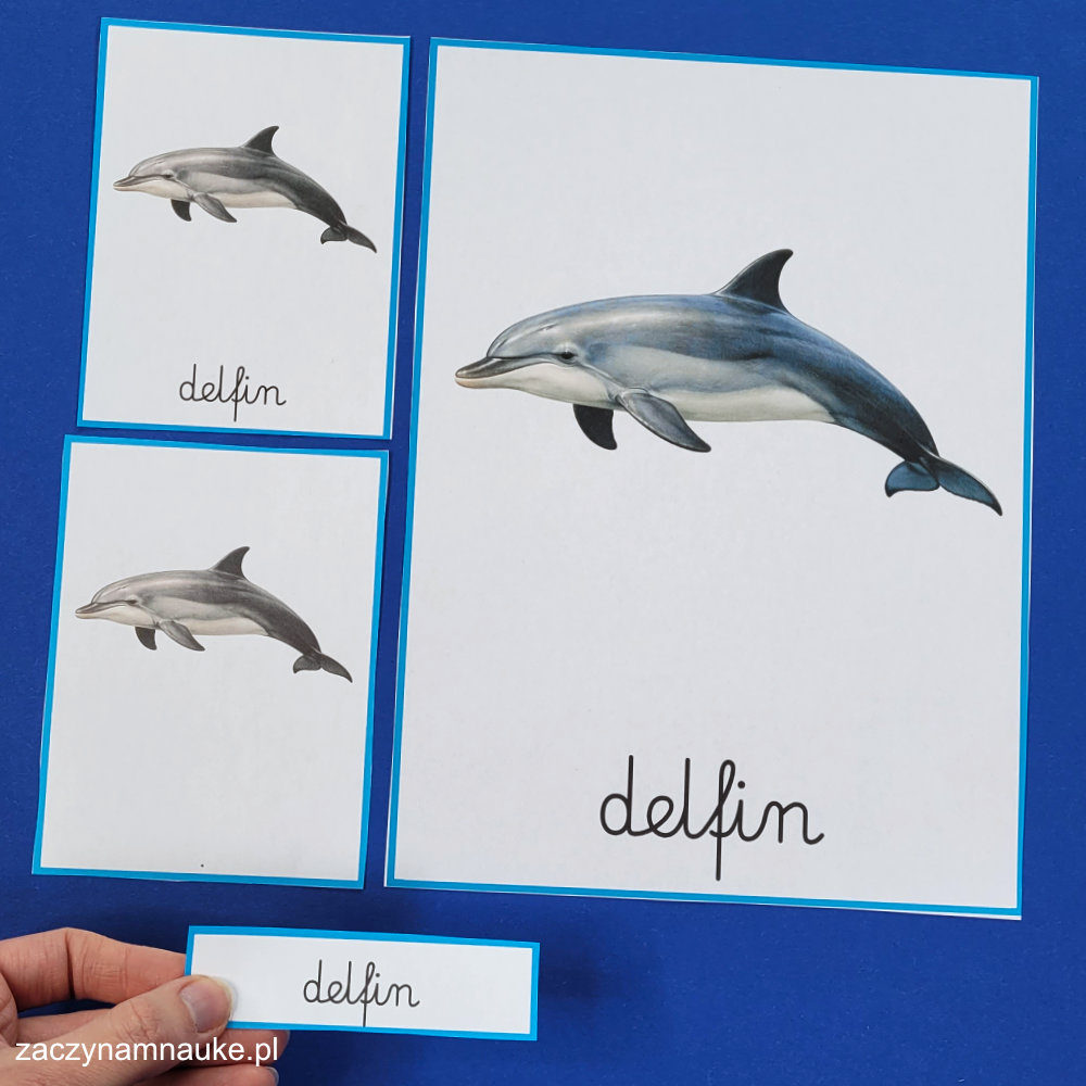 karty edukacyjne zwierzeta morskie do druku zestaw montessori karty trojdzielne dzien oceanu w morzu i oceanie morski swiat 3
