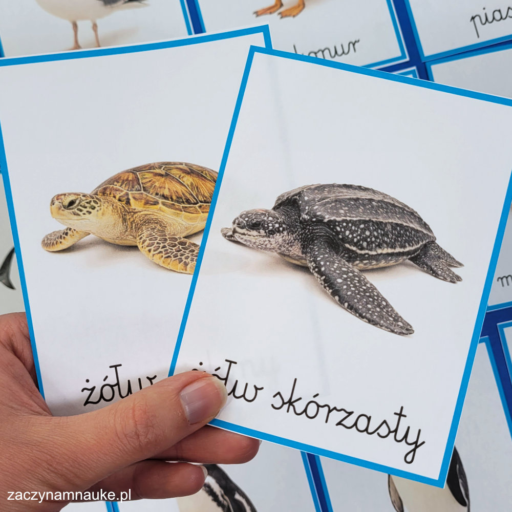 karty edukacyjne zwierzeta morskie do druku zestaw montessori karty trojdzielne ryby ptaki ssaki w morzu i oceanie morski swiat 9