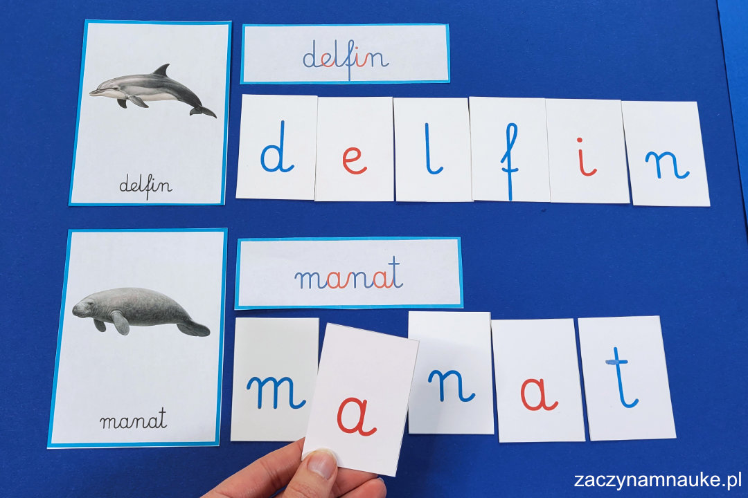 karty obrazkowe zwierzeta morskie do druku zestaw montessori karty trojdzielne ryby ptaki ssaki w morzu i oceanie 9