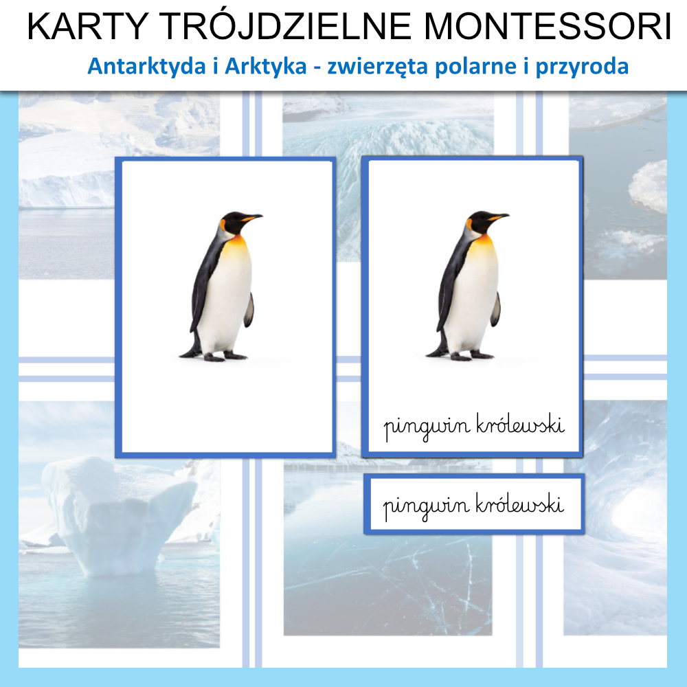 karty trojdzielne montessori zwierzeta polarne antarktyda i arktyka na biegunie 1