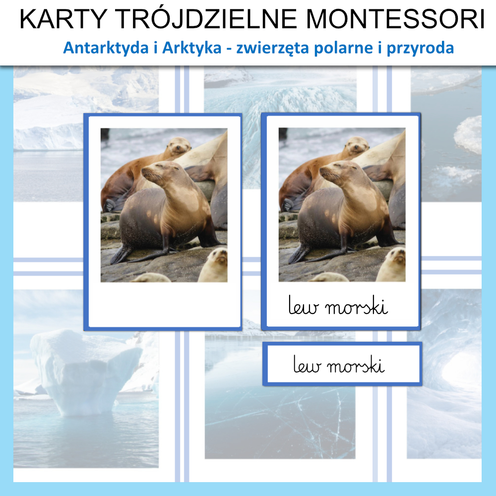 karty trojdzielne montessori zwierzeta polarne antarktyda i arktyka na biegunie 1