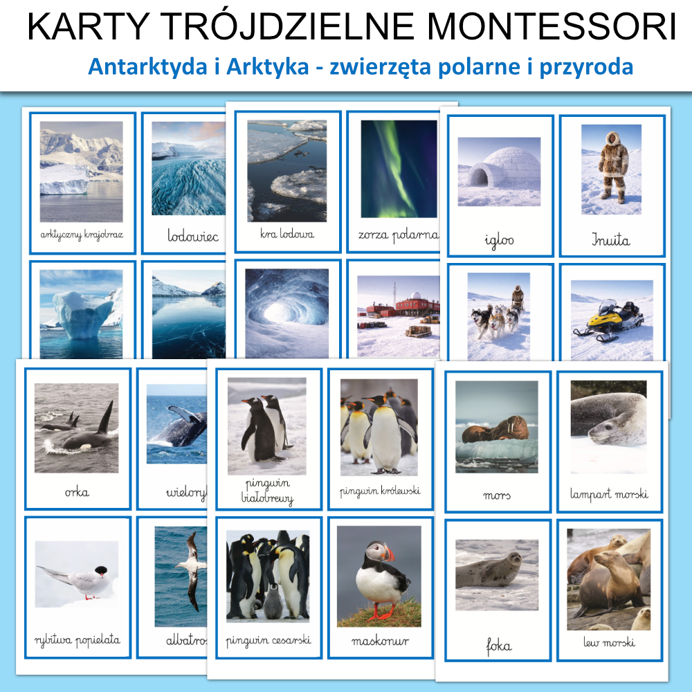 zwierzeta antarktyda i arktyka karty obrazkowe plansze do druku 1