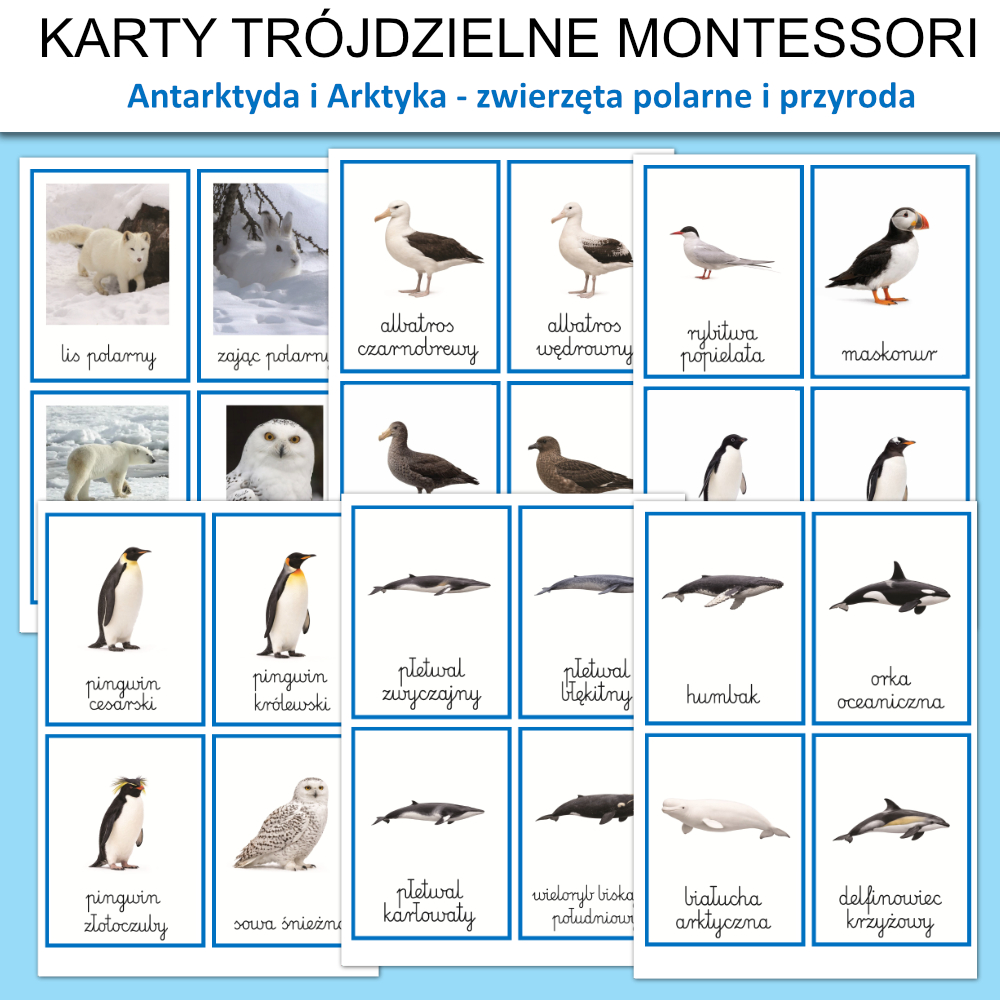 zwierzeta antarktyda i arktyka karty obrazkowe plansze do druku 1