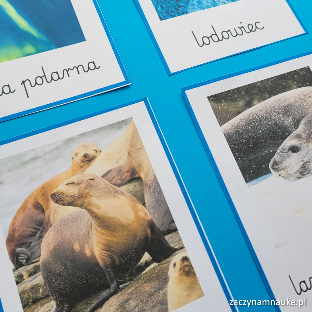 karty obrazkowe antarktyda i arktyka plansze do druku zwierzeta polarne montessori