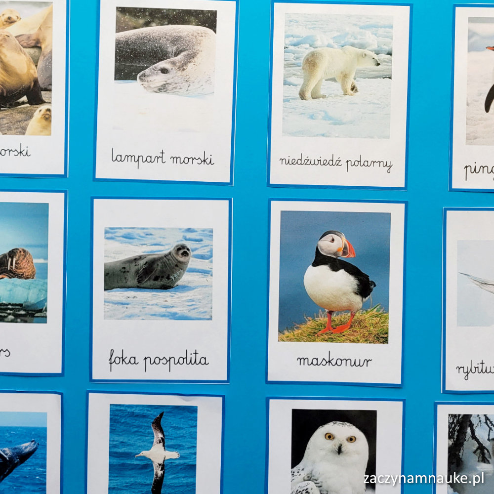 karty obrazkowe antarktyda i arktyka plansze do druku zwierzeta polarne montessori