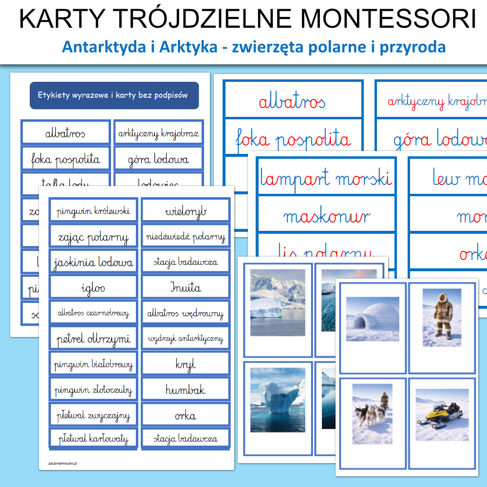 zwierzeta antarktyda i arktyka karty obrazkowe plansze do druku 1