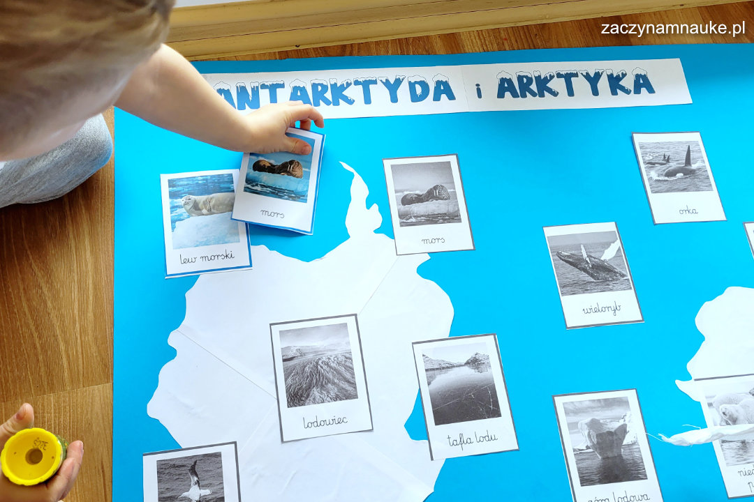 Zwierzęta Polarne dla Dzieci. Zimowa zabawa w domu i przedszkolu. Świat Antarktydy i Arktyki.