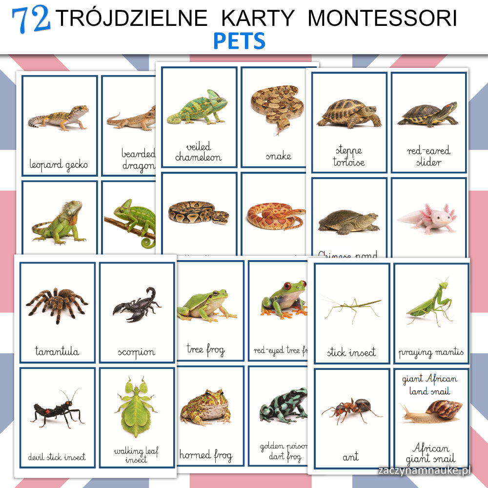 karty montessori zwierzeta domowe po angielsku do druku karty obrazkowe dla dzieci nauka czytania