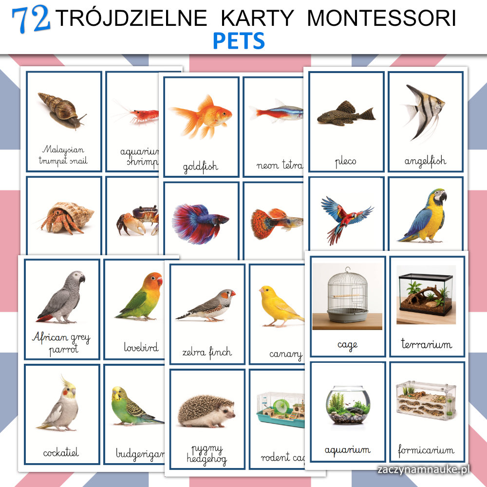 karty montessori zwierzeta domowe po angielsku do druku karty obrazkowe dla dzieci nauka czytania
