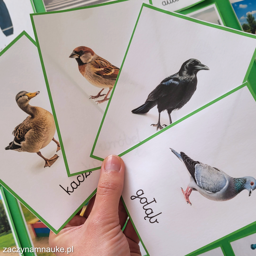 karty obrazkowe pierwsze slowa na spacerze w miescie nauka mowienia ubrania ptaki