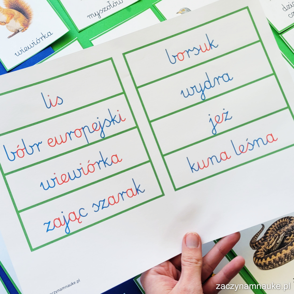 jakie sa zwierzeta w lesie karty obrazkowe do druku montessori nauka przyroda trojdzielne pdf 1 owady na lace owady lasu polski las 3