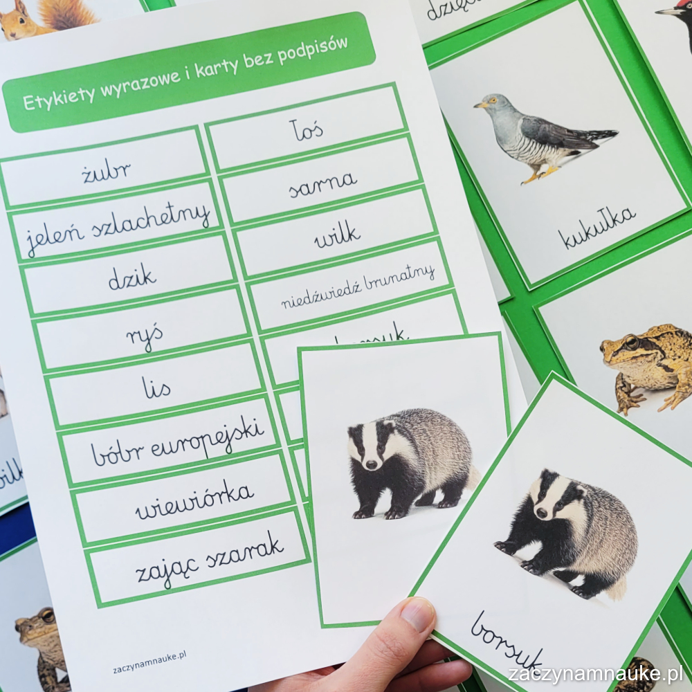 jakie sa zwierzeta w lesie karty obrazkowe do druku montessori nauka przyroda trojdzielne pdf 1 owady na lace owady lasu polski las 4