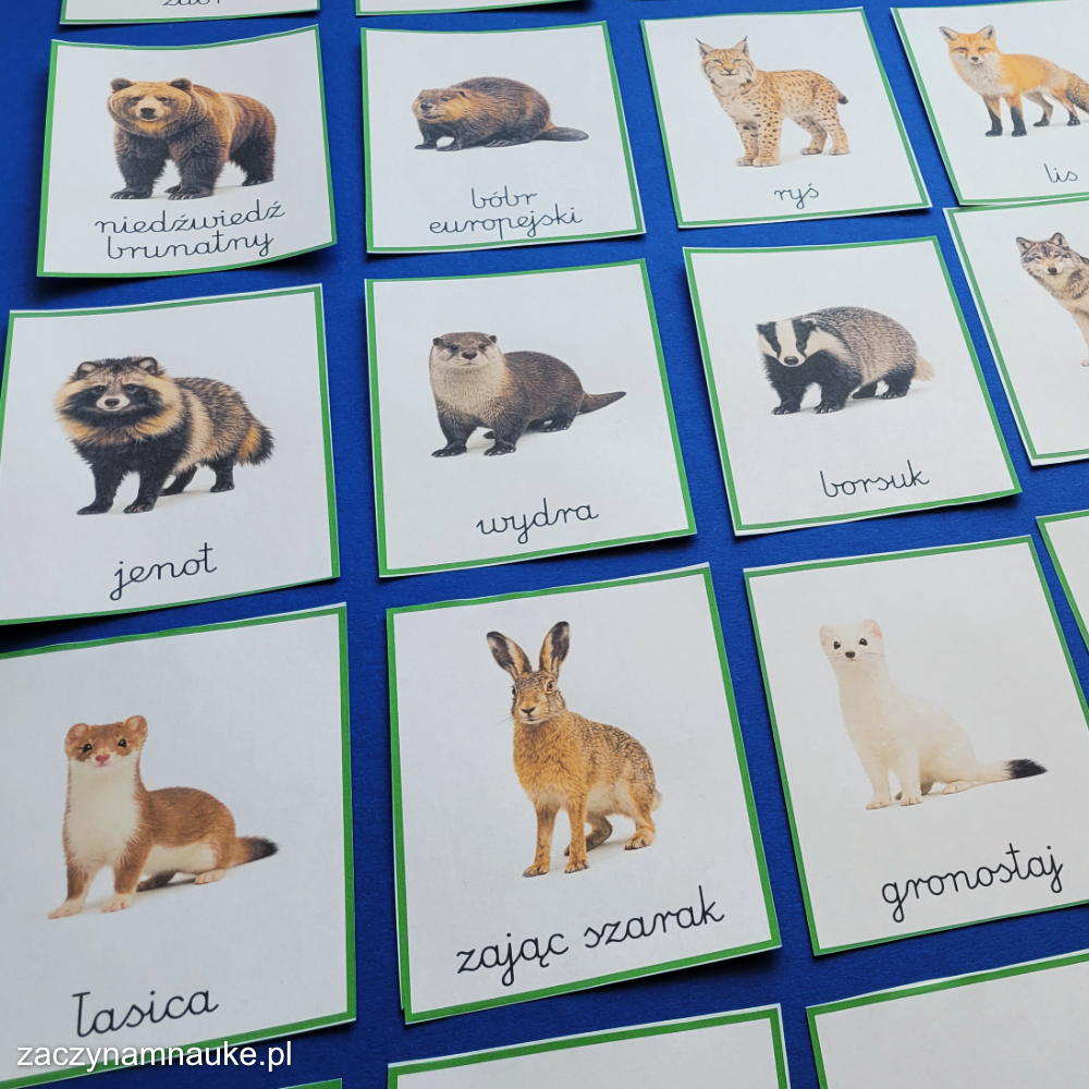 jakie sa zwierzeta w lesie karty obrazkowe do druku montessori nauka przyroda trojdzielne pdf 1 owady na lace owady lasu polski las 7