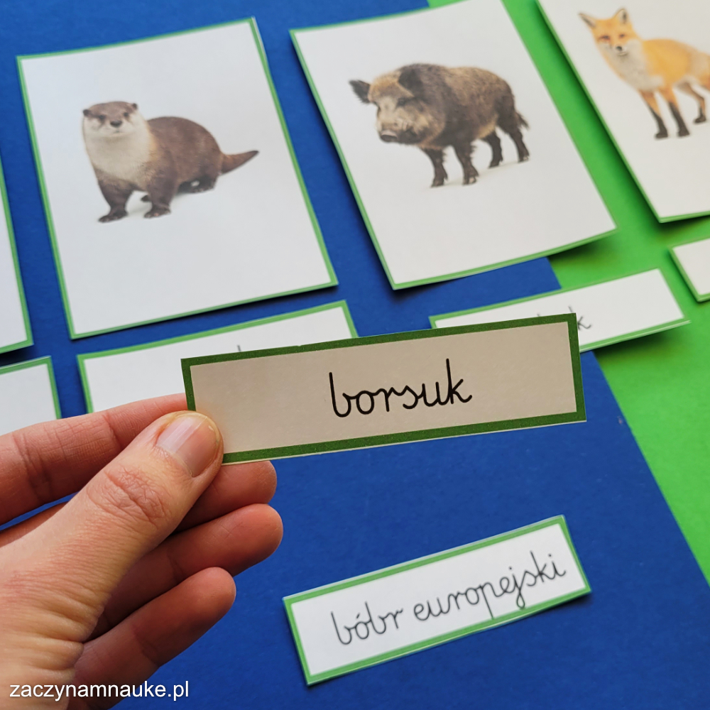 karty trojdzielne montessori zwierzeta w lesie do druku obrazki dla dzieci las nauka ruchomy alfabet 4