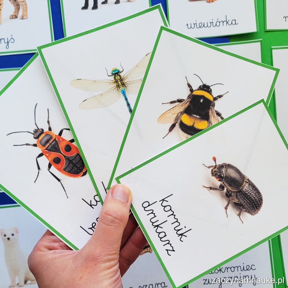 owady las polski zwierzeta do druku karty montessori trojdzielne karty pracy przedszkole szkola podstawowa 1