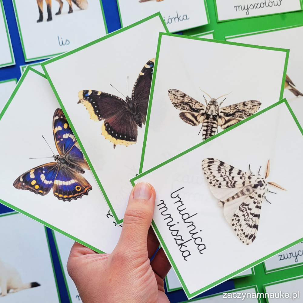 owady las polski zwierzeta do druku karty montessori trojdzielne karty pracy przedszkole szkola podstawowa 2