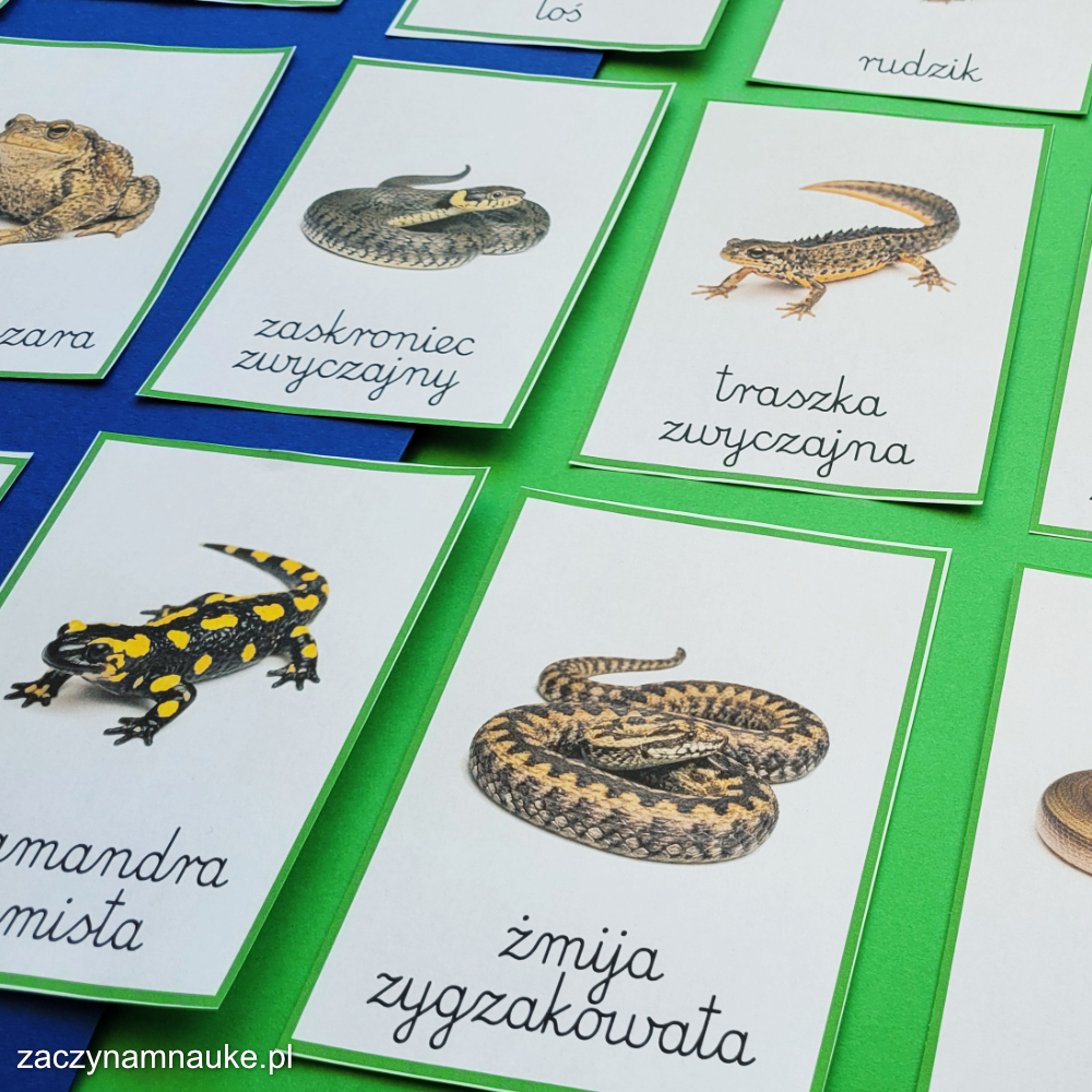 zwierzeta lesne gady plazy las polski zwierzeta do druku karty montessori trojdzielne karty pracy przedszkole szkola podstawowa 2