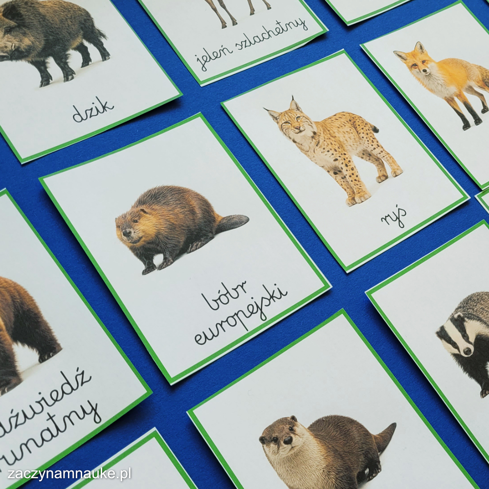 zwierzeta lesne ptaki las polski zwierzeta do druku karty montessori trojdzielne karty pracy przedszkole szkola podstawowa 3