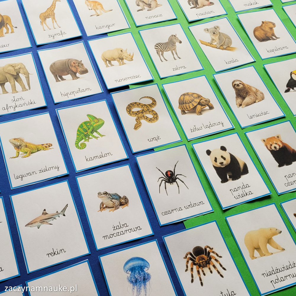 zwierzeta na swiecie obrazki do druku karty obrazkowe zwierzeta swiata zoo montessori 1