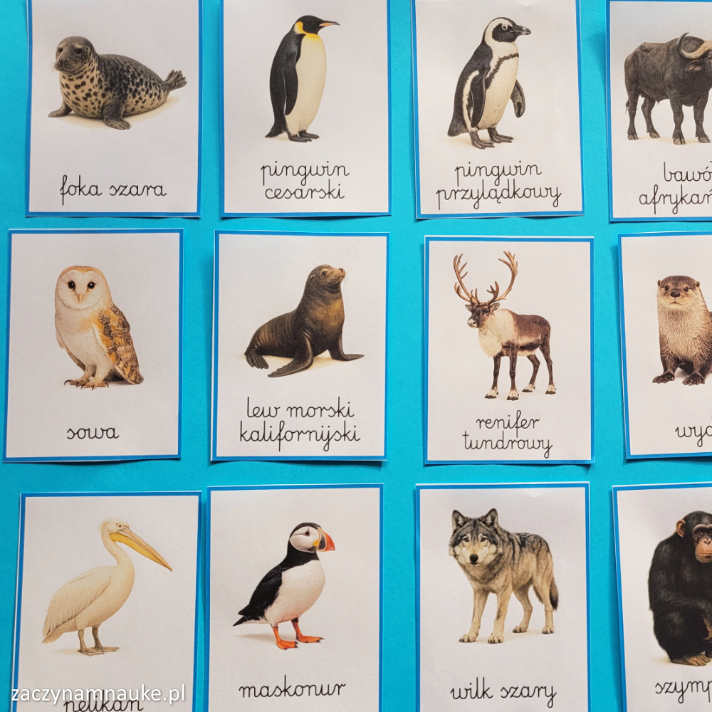 zwierzeta na swiecie obrazki do druku karty obrazkowe zwierzeta swiata zoo montessori 12