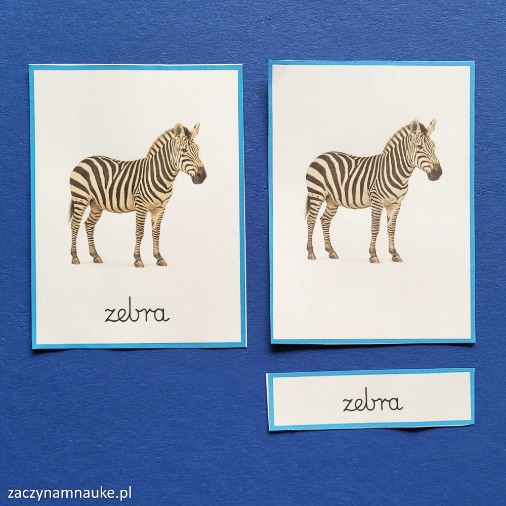 Zwierzęta swiata – karty Montessori PDF Nauka czytania i rozwoju mowy