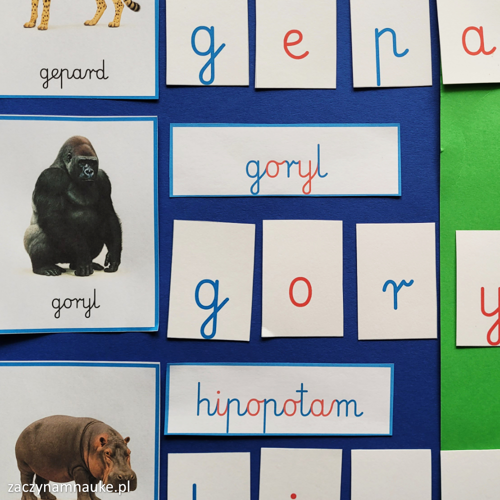 zwierzeta na swiecie obrazki do druku karty obrazkowe zwierzeta swiata zoo montessori 1