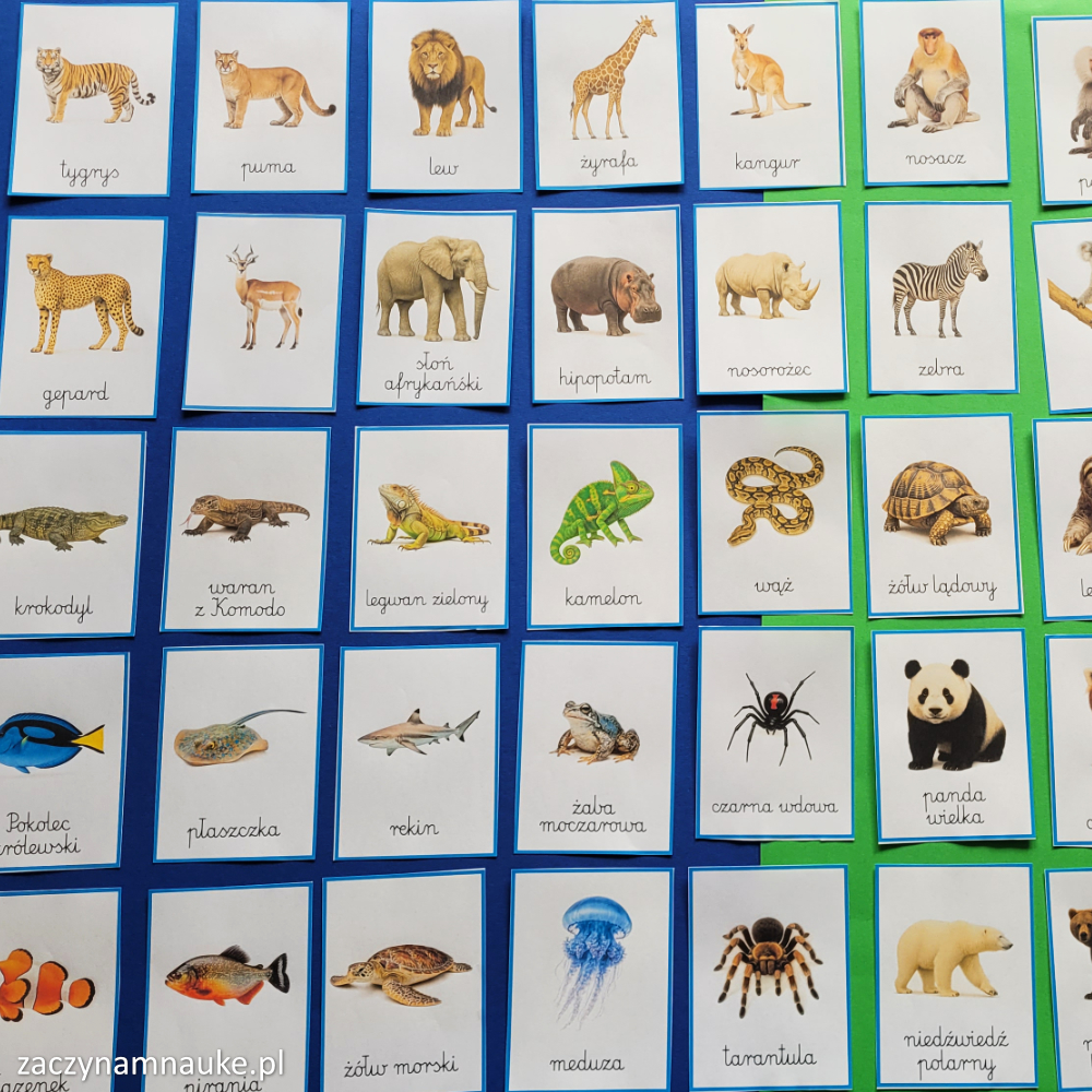 zwierzeta na swiecie obrazki do druku karty obrazkowe zwierzeta swiata zoo montessori 1