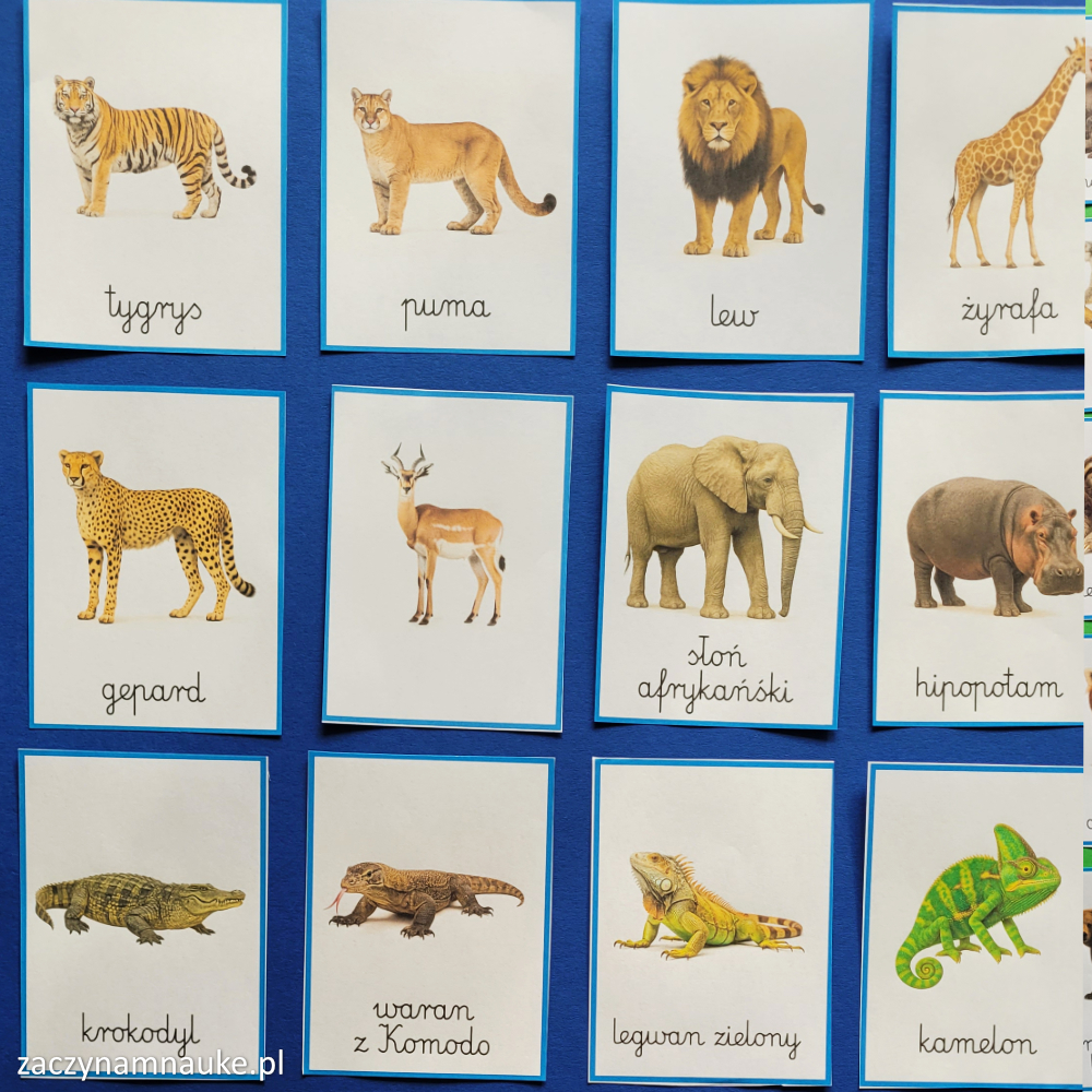 Zwierzęta swiata – karty Montessori PDF Nauka czytania i rozwoju mowy