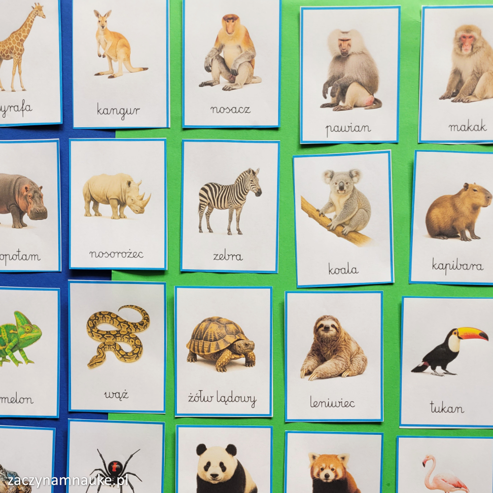 Zwierzęta swiata – karty Montessori PDF Nauka czytania i rozwoju mowy