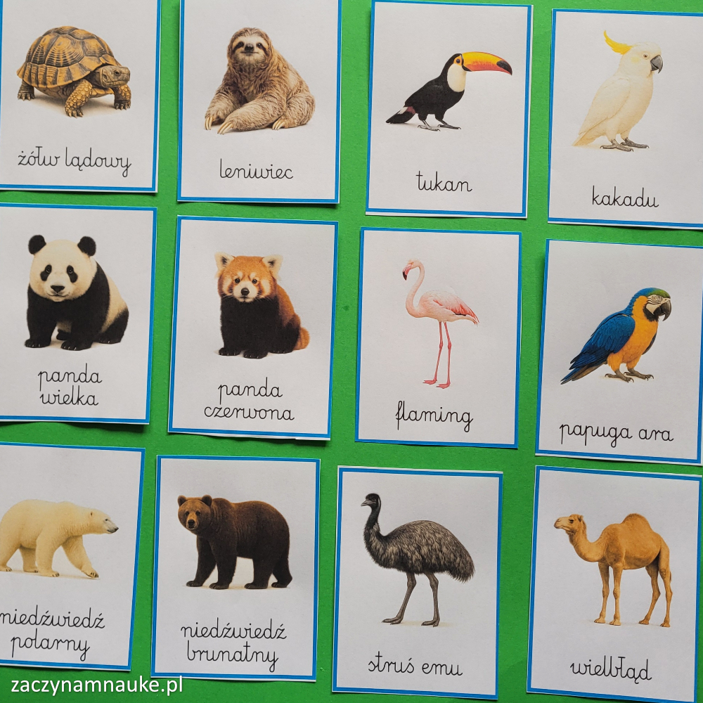 zwierzeta na swiecie obrazki do druku karty obrazkowe zwierzeta swiata zoo montessori 12