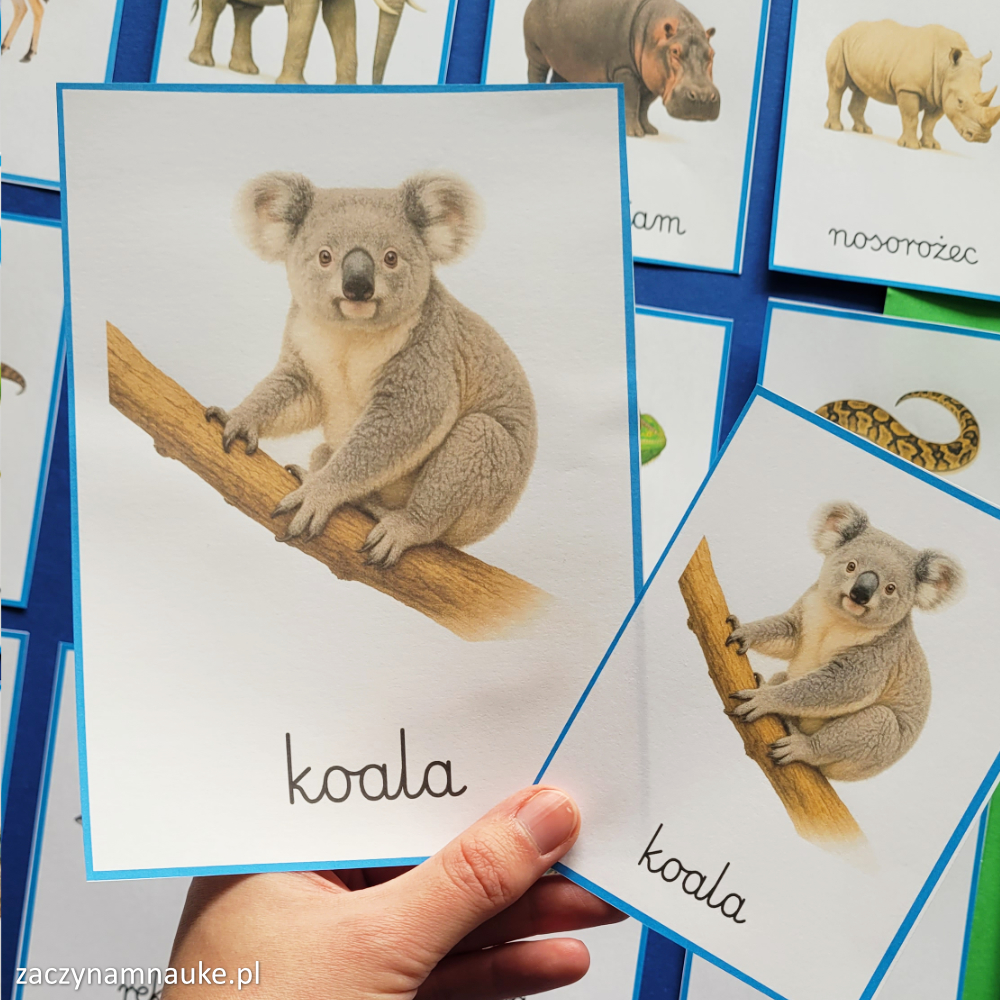 zwierzeta na swiecie obrazki do druku karty obrazkowe zwierzeta swiata zoo montessori 1