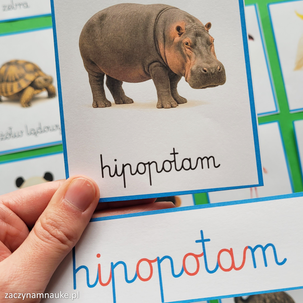 zwierzeta na swiecie obrazki do druku karty obrazkowe zwierzeta swiata zoo montessori 1