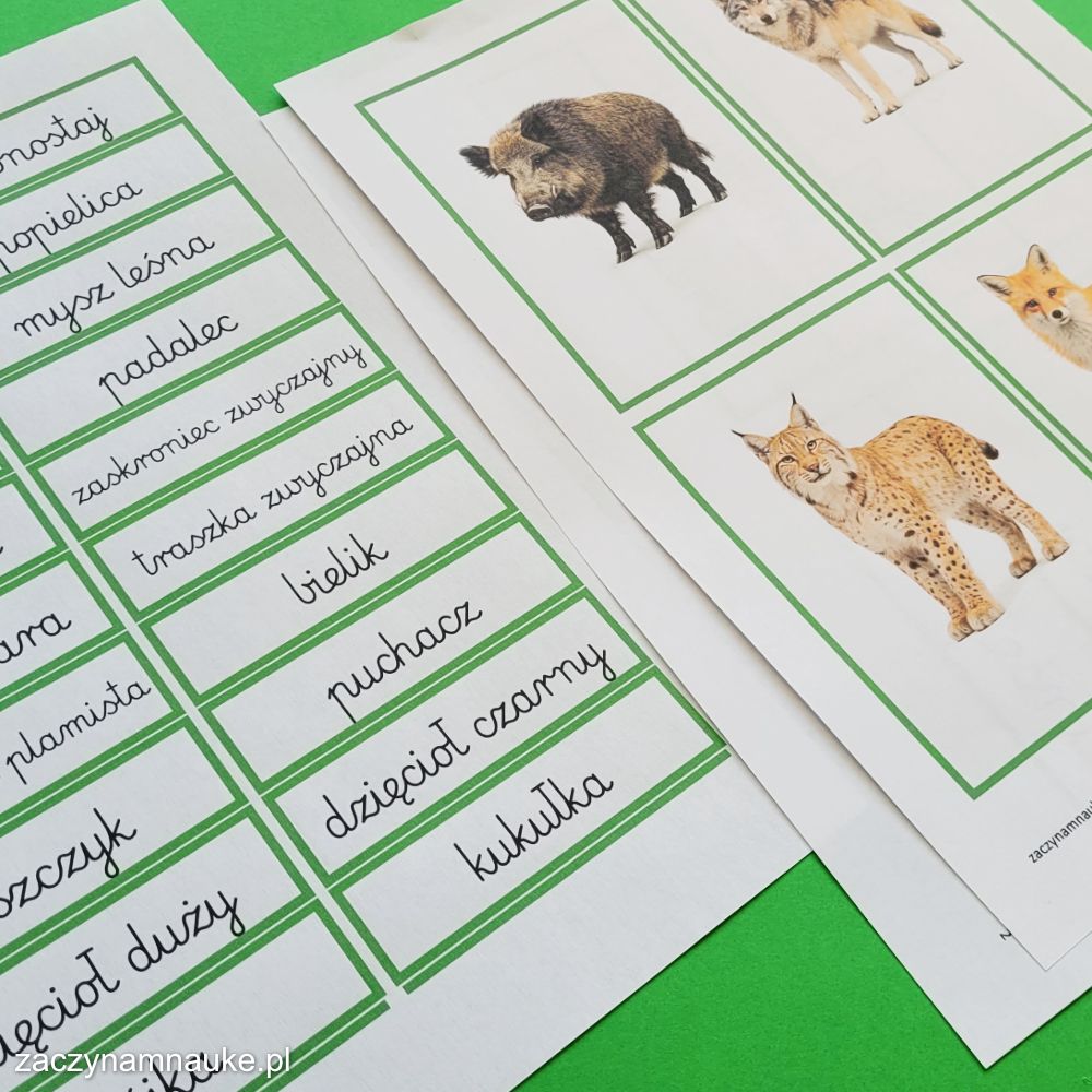 zwierzeta w lesie karty obrazkowe obrazki do druku dla dzieci pdf nauka nazw zwierzat lasu las montessori 7