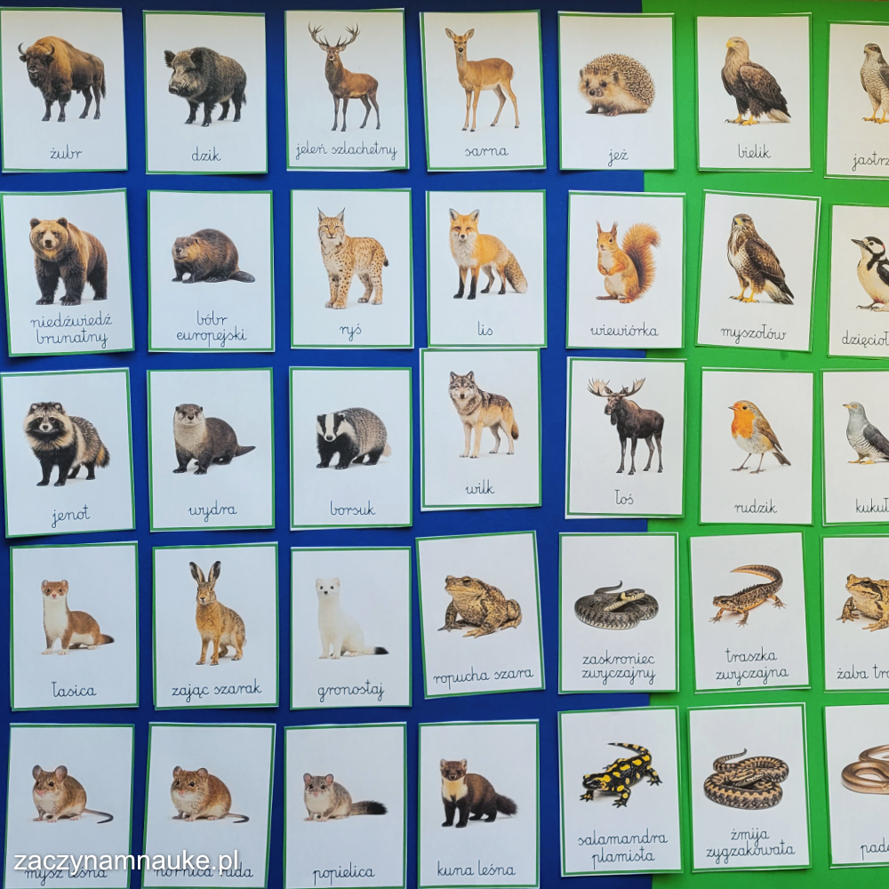 zwierzeta w lesie karty obrazkowe obrazki do druku dla dzieci pdf nauka nazw zwierzat lasu las montessori 8