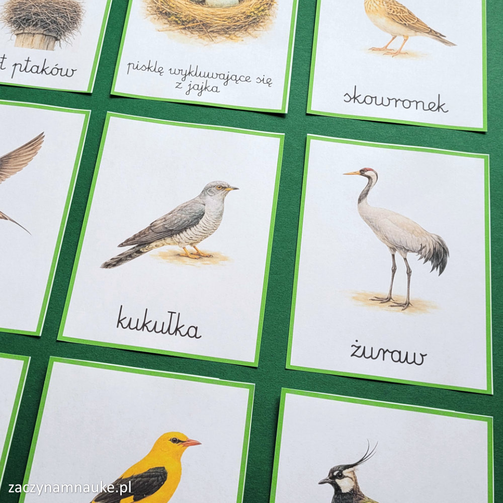 ptaki powracjace na wiosne pory roku ptaki polski wiosna symbole zwiastuny karty do druku dla dzieci 2