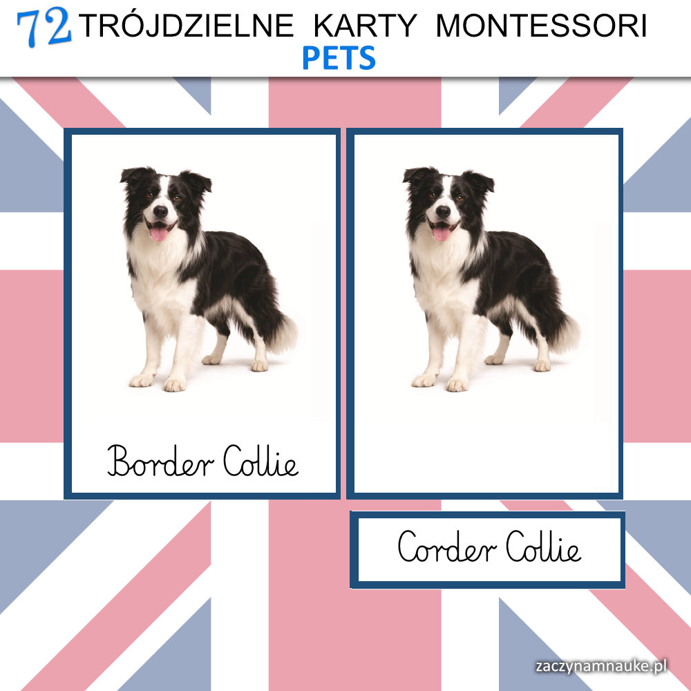 zwierzeta domowe po angielsku do druku pets karty obrazkowe dla dzieci nauka czytania montessori 2