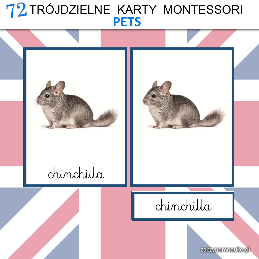 zwierzeta domowe po angielsku do druku pets karty obrazkowe dla dzieci nauka czytania montessori 2