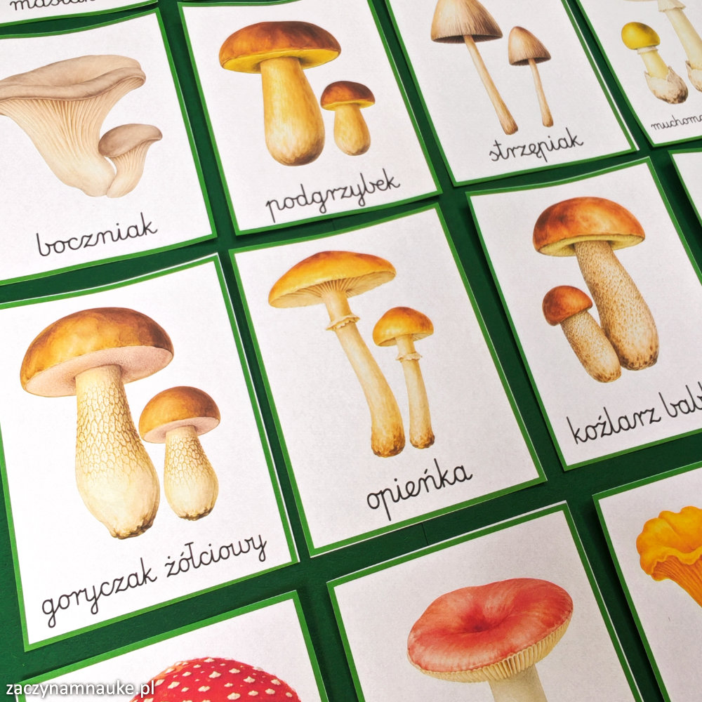 zestaw polskie grzyby jadalne i niejadalne trujace grzyby polski jesien jesienne zajecia PDF do druku montessori przedszkole szkola 6